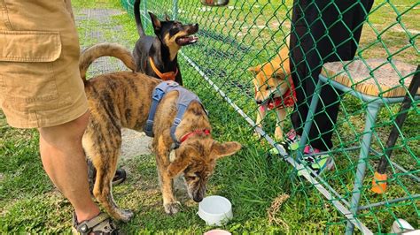 來隻狗|【Lazy Dog 來隻狗寵物樂園】台中潭子/狗狗社交、運動、聚餐、。